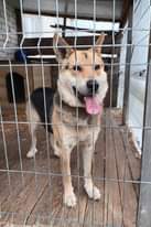 Gali būti šuo vaizdas