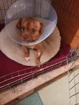 Gali būti šuo vaizdas